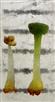  Stamen and Pistil